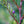 Load image into Gallery viewer, Eastern Red Cedar - Juniper - Conifers
