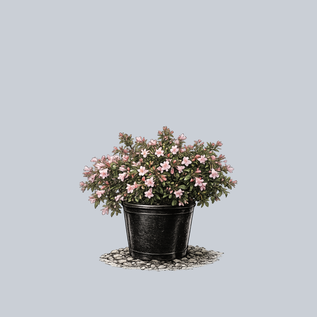 Edward Goucher Pink Abelia – Plant Detectives