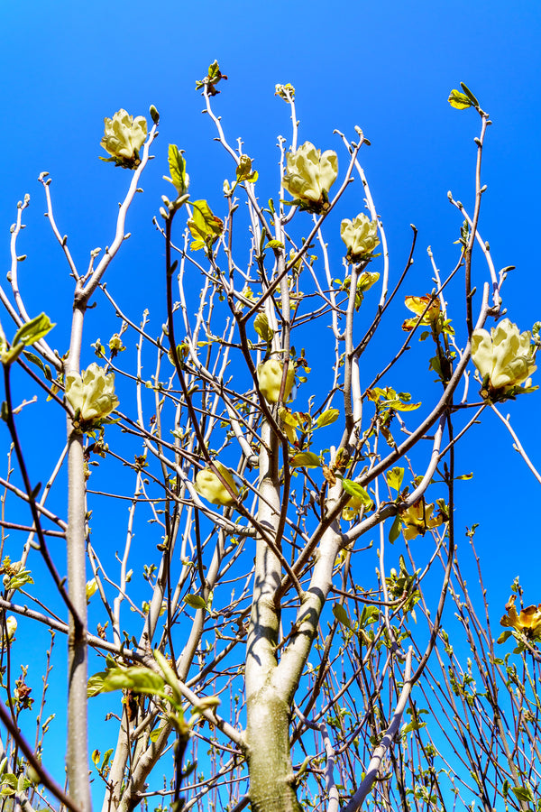 Elizabeth Magnolia - Magnolia - Flowering Trees