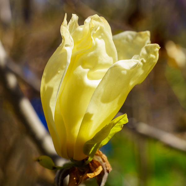 Elizabeth Magnolia - Magnolia - Flowering Trees