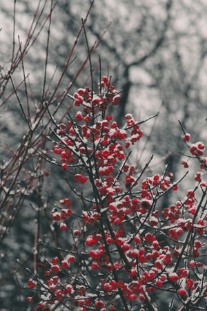 SNOW COVERED EUONYMUS