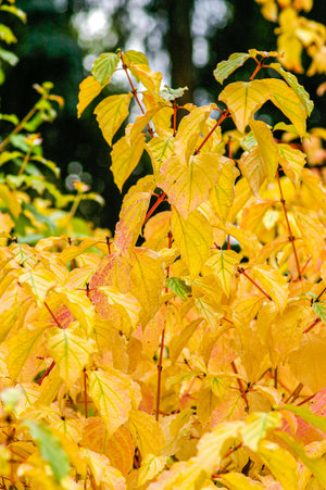 YELLOW EUONYMUS