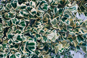 GREEN AND WHITE EUONYMUS LEAVES