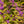 Load image into Gallery viewer, Early Amethyst Beautyberry