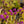 Load image into Gallery viewer, Early Amethyst Beautyberry