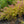 Load image into Gallery viewer, Early Amethyst Beautyberry