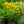 Load image into Gallery viewer, Early Sunrise Coreopsis
