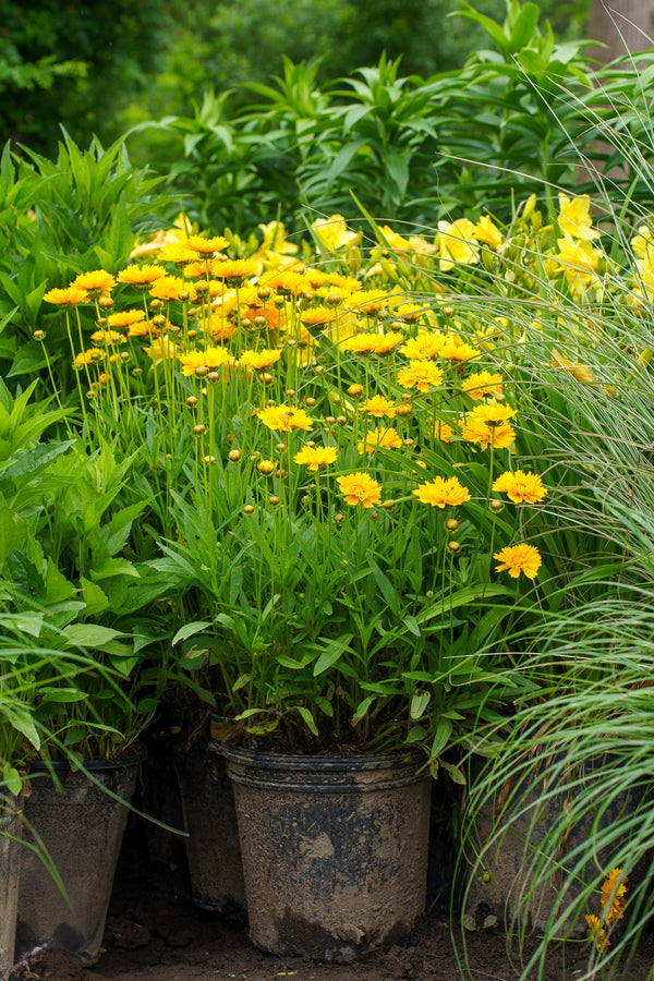 Early Sunrise Coreopsis