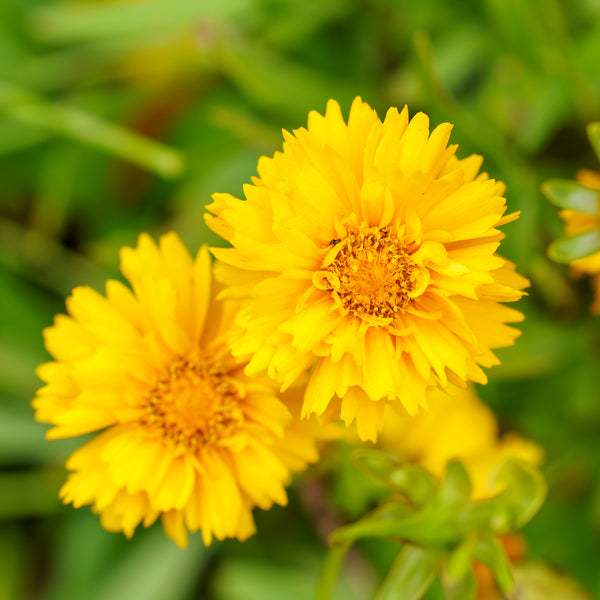 Early Sunrise Coreopsis