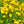 Load image into Gallery viewer, Early Sunrise Coreopsis