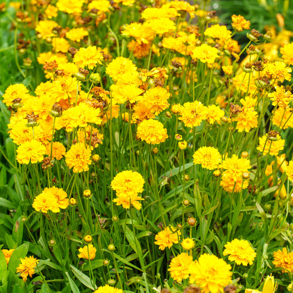 Early Sunrise Coreopsis
