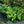 Load image into Gallery viewer, Earth Angel Hosta