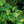 Load image into Gallery viewer, Earth Angel Hosta