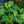 Load image into Gallery viewer, Earth Angel Hosta