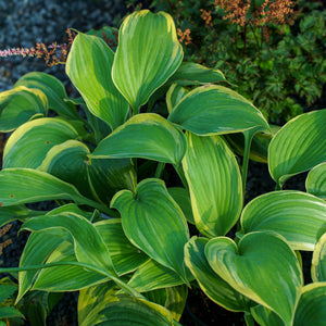 Earth Angel Hosta