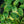 Load image into Gallery viewer, Earth Angel Hosta