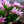 Load image into Gallery viewer, Easter Cactus