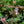 Load image into Gallery viewer, Bradbury's Bee Balm