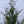 Load image into Gallery viewer, Eastern Red Cedar - Juniper - Conifers