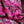 Load image into Gallery viewer, Eastern Redbud - Redbud - Flowering Trees