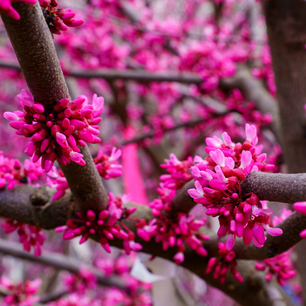 Eastern Redbud - Redbud - Flowering Trees