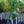 Load image into Gallery viewer, Eastern Redbud
