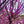 Load image into Gallery viewer, Eastern Redbud - Redbud - Flowering Trees
