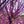 Load image into Gallery viewer, Eastern Redbud - Redbud - Flowering Trees