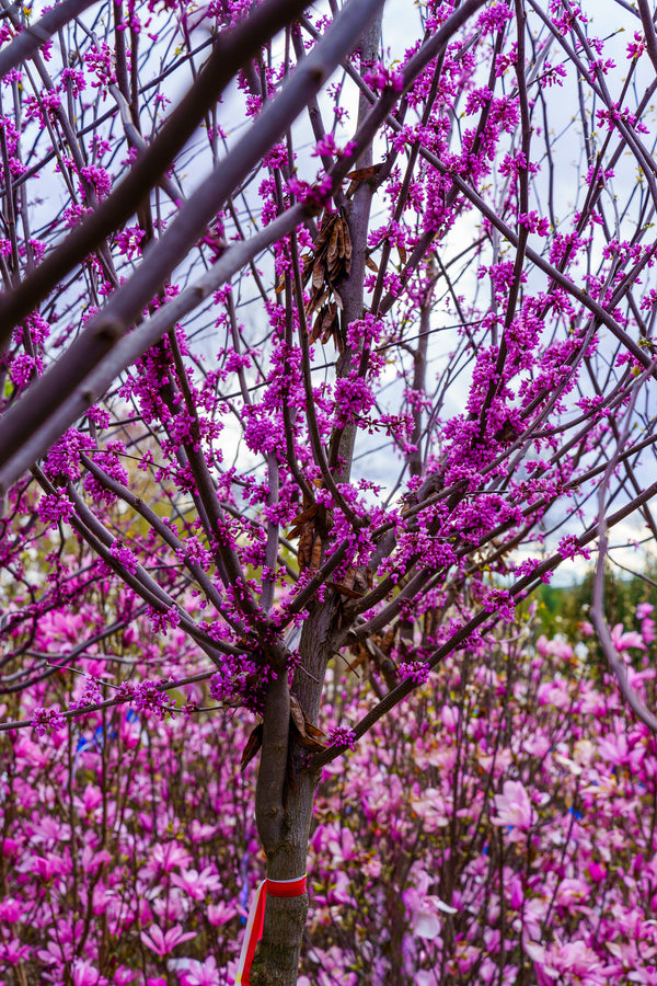 Eastern Redbud