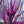 Load image into Gallery viewer, Eastern Redbud - Redbud - Flowering Trees