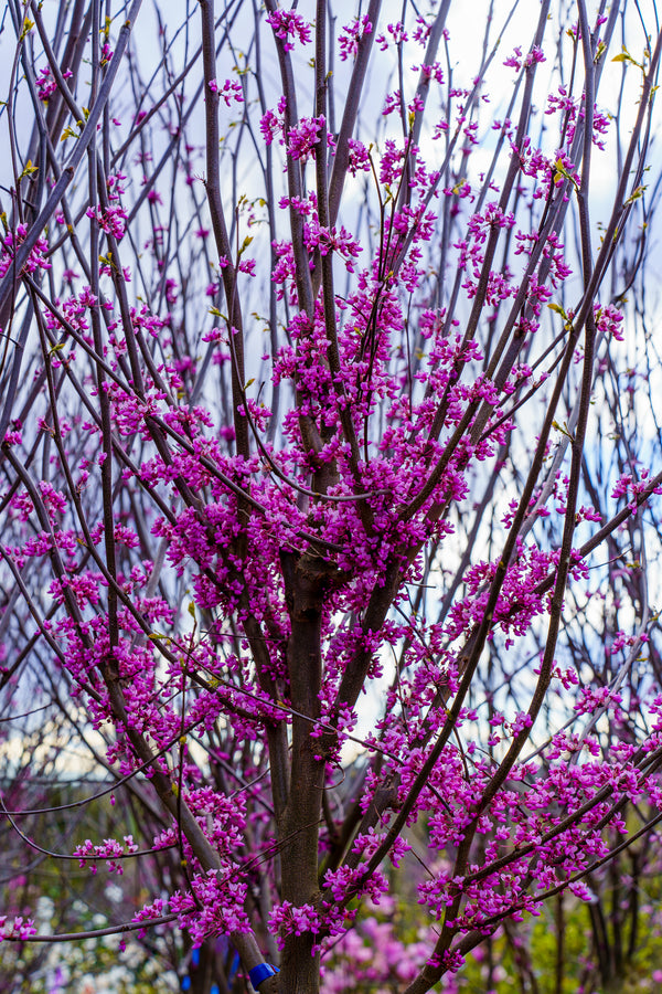 Eastern Redbud