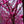 Load image into Gallery viewer, Eastern Redbud - Redbud - Flowering Trees