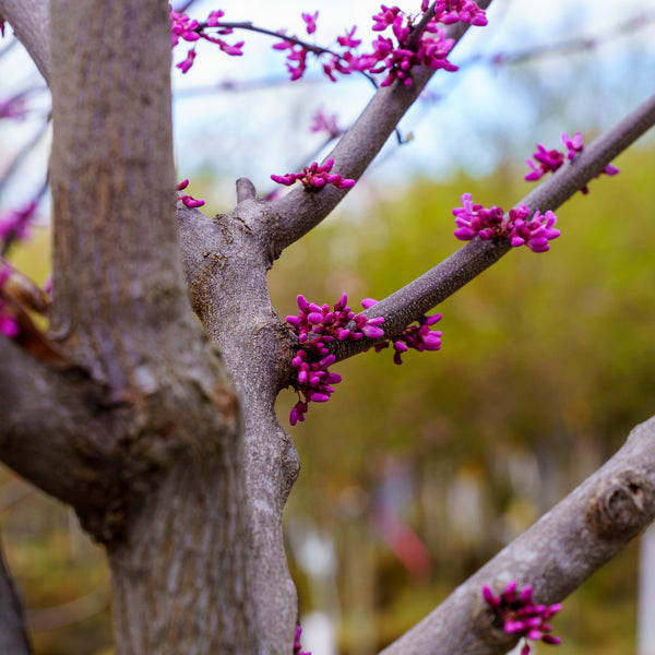 Eastern Redbud
