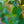 Load image into Gallery viewer, Eastern Redbud