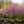Load image into Gallery viewer, Eastern Redbud