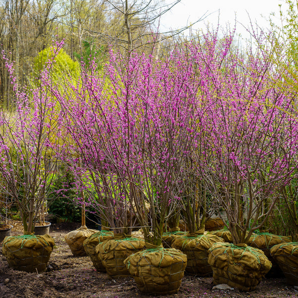Eastern Redbud