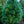 Load image into Gallery viewer, Eastern White Pine