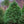 Load image into Gallery viewer, Eastern White Pine - Pine - Conifers