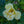 Load image into Gallery viewer, Easy Bee-zy Knock Out Rose