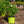Load image into Gallery viewer, Easy Bee-zy Knock Out Rose
