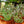 Load image into Gallery viewer, Echeveria 'Pinky Trumpet'