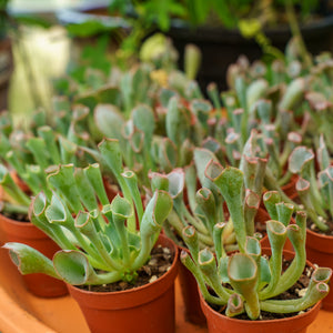 Echeveria 'Pinky Trumpet'