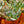 Load image into Gallery viewer, Echeveria 'Pinky Trumpet'