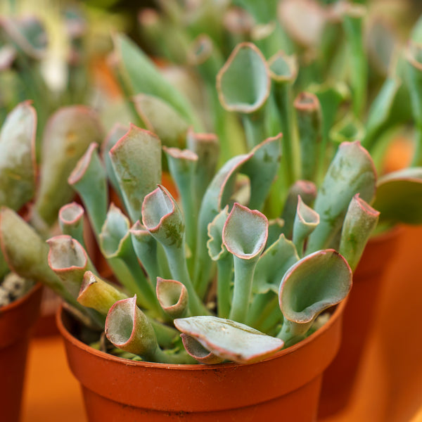Echeveria 'Pinky Trumpet'