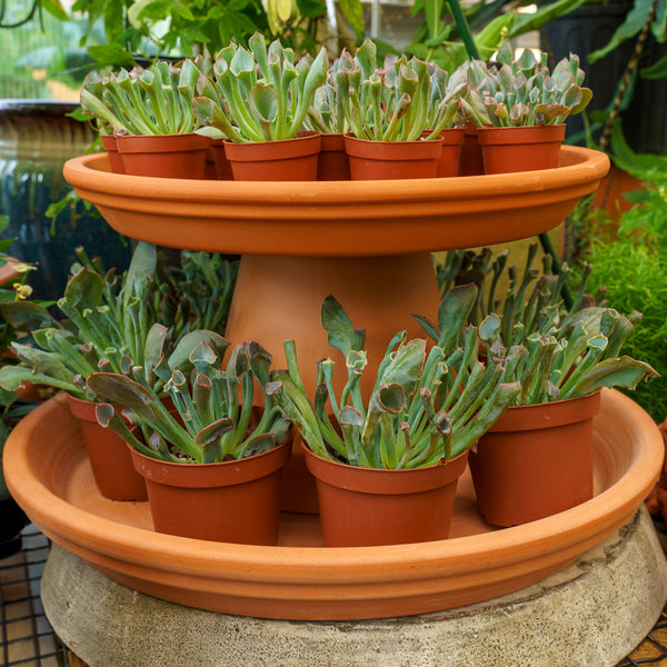 Echeveria 'Pinky Trumpet'