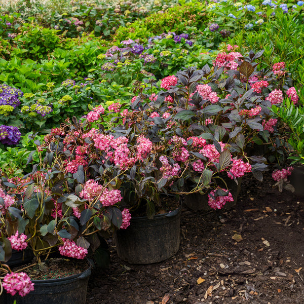 Eclipse Bigleaf Hydrangea