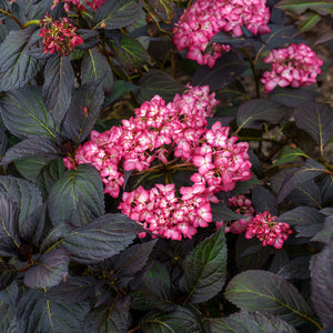 Eclipse Bigleaf Hydrangea