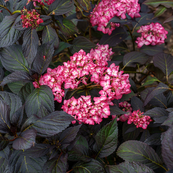 Eclipse Bigleaf Hydrangea