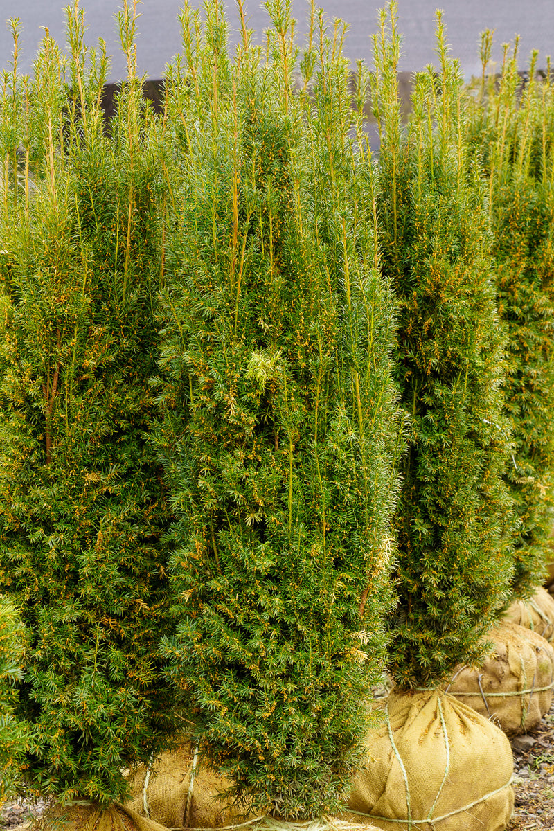 H.M. Eddie Yew – Plant Detectives