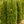 Load image into Gallery viewer, H.M. Eddie Yew - Yew - Shrubs